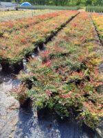 Nandina Domestica Seika Obsession 30-40cm 3 Litre - Görsel 2