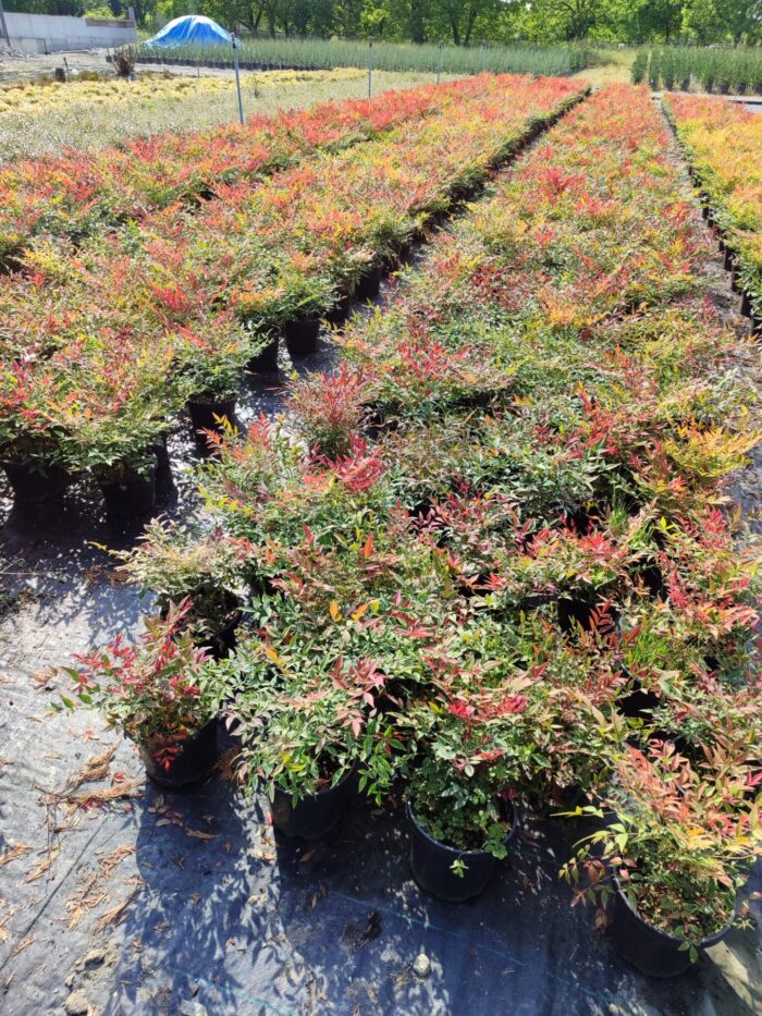 Nandina Domestica Seika Obsession 30-40cm 3 Litre - Görsel 2