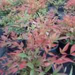 Nandina Domestica Gulf Stream 20-30 cm boy