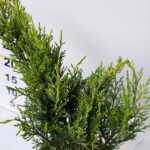 Altuni Ardıç Juniperus Old Gold, 40-60cm çap