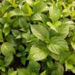 Ortanca 20-30 cm boy 2-3 dallı