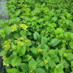 Ortanca 30-40 cm Çok Dallı