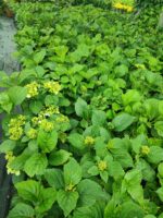 Ortanca 30-40 cm Çok Dallı