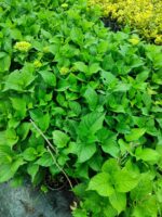 Ortanca 30-40 cm Çok Dallı - Görsel 4