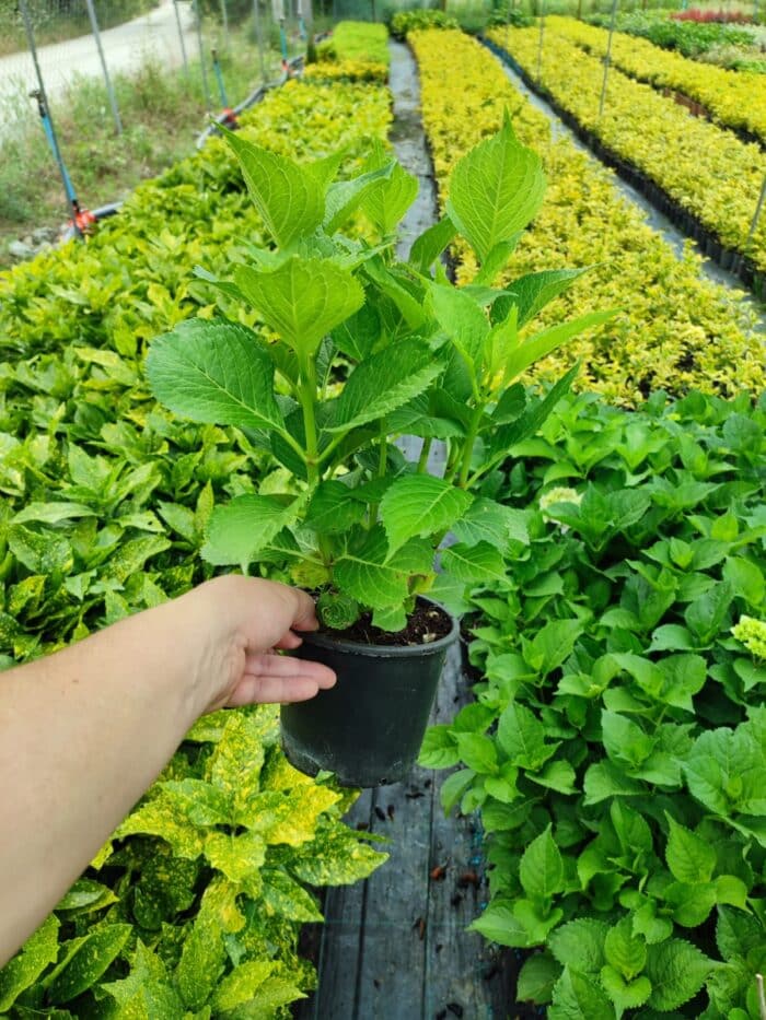 Ortanca 30-40 cm Çok Dallı - Görsel 3