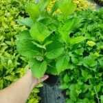 Ortanca Çok Dallı 40-60 boy 8 litrelik saksı