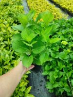 Ortanca 30-40 cm Çok Dallı - Görsel 2