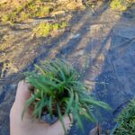 Osmanlı Çimi (Ophiopogon japonicus), 45li viyollerde