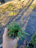 Osmanlı Çimi (Ophiopogon japonicus), 45li viyollerde