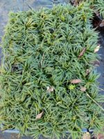 Osmanlı Çimi (Ophiopogon japonicus), 45li viyollerde - Görsel 3