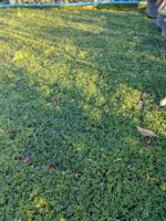 Osmanlı Çimi (Ophiopogon japonicus), 45li viyollerde - Görsel 2