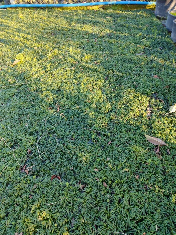 Osmanlı Çimi (Ophiopogon japonicus), 45li viyollerde - Görsel 2