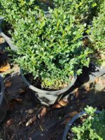 Osmanli Şimşiri 20-30 cm çap 13 litre - Görsel 6