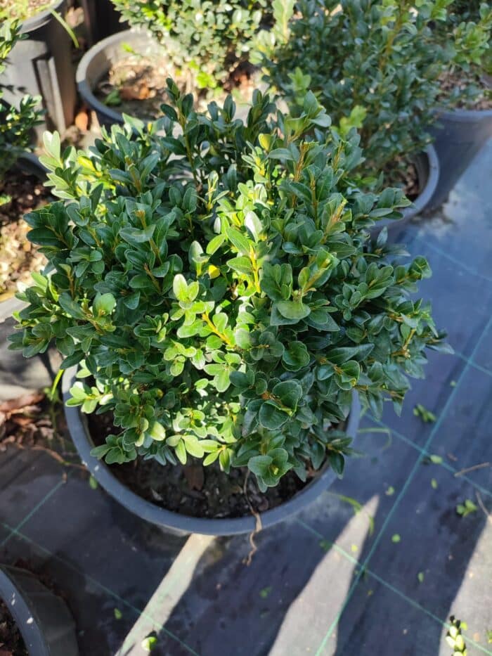 Osmanli Şimşiri 20-30 cm çap 13 litre - Görsel 5