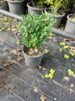 Osmanlı Şimşiri 30-40cm boy - Görsel 5