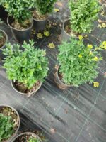 Osmanlı Şimşiri 30-40cm boy - Görsel 4