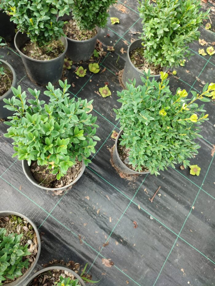 Osmanlı Şimşiri 30-40cm boy - Görsel 4