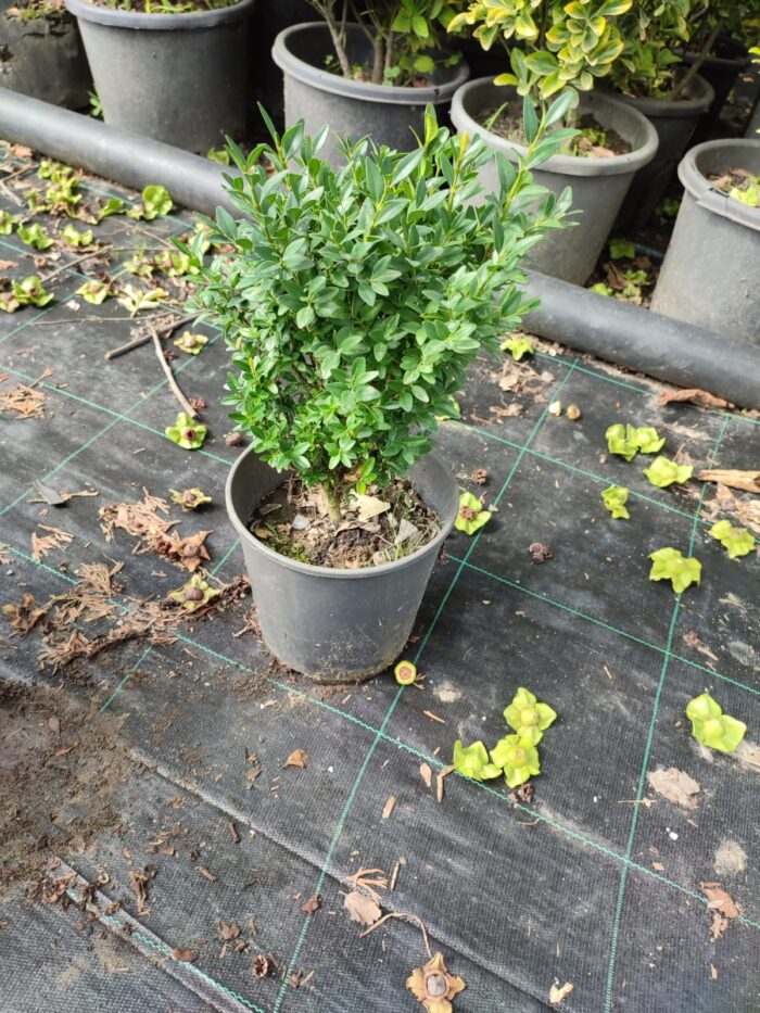 Osmanlı Şimşiri 30-40cm boy - Görsel 5