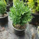 Osmanlı Şimşiri 30-40cm boy