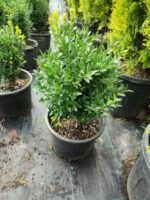 Osmanlı Şimşiri 30-40cm boy