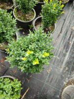 Osmanlı Şimşiri 30-40cm boy - Görsel 2