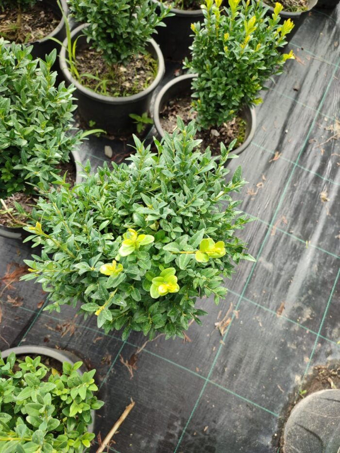 Osmanlı Şimşiri 30-40cm boy - Görsel 2