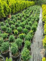 Osmanlı Şimşiri 30-40cm boy - Görsel 3