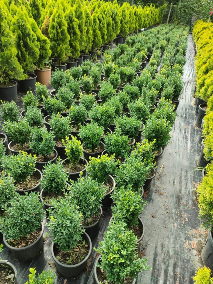 Osmanlı Şimşiri 30-40cm boy - Görsel 3