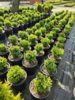 Osmanli Şimşiri 20-30 cm çap 13 litre - Görsel 4