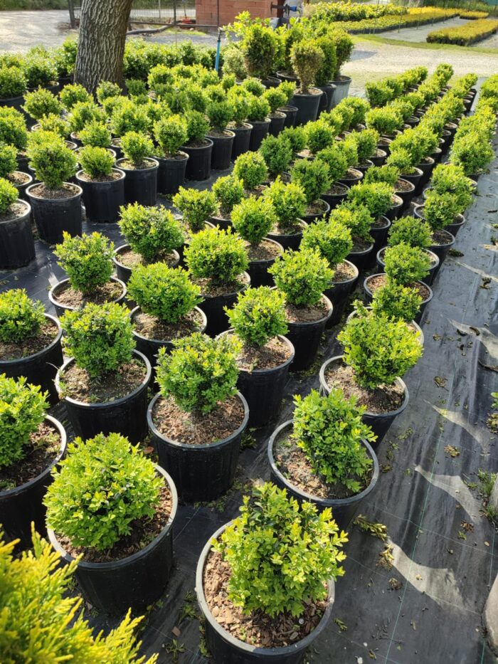 Osmanli Şimşiri 20-30 cm çap 13 litre - Görsel 4