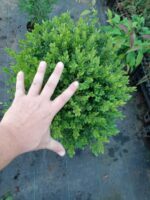 Osmanlı Şimşiri 30-40cm çap 28lik Saksı - Görsel 2