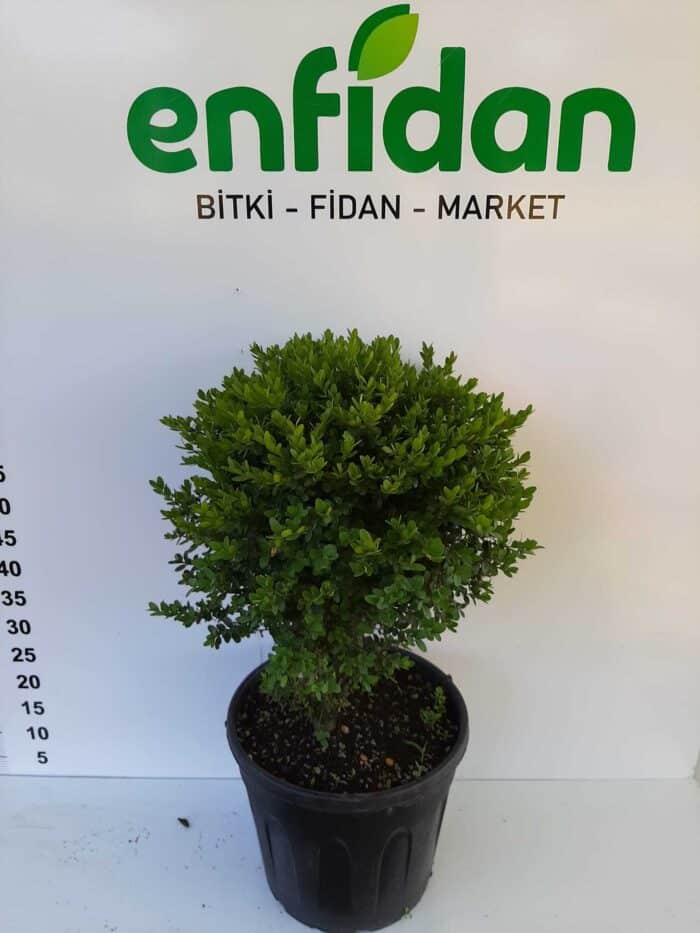 Osmanlı Şimşiri 30-40cm çap 28lik Saksı - Görsel 3