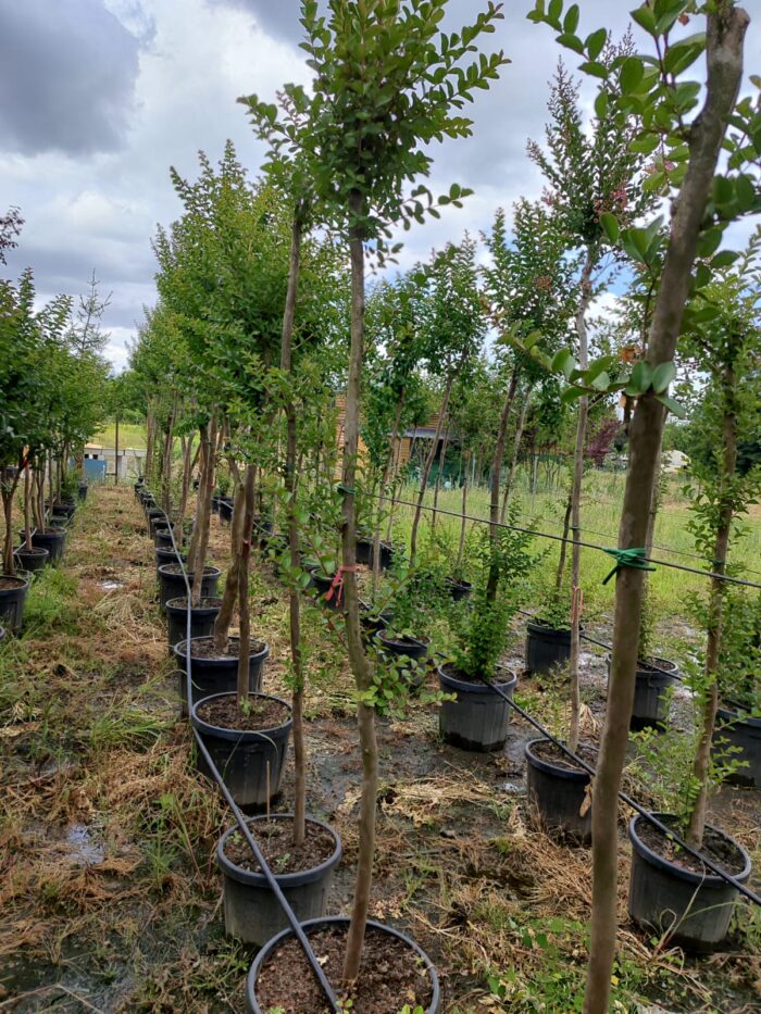 Oya Ağacı, Lagerstroemia indica 16-18Q - Görsel 7