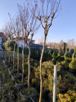 Oya Ağacı, Lagerstroemia indica 14-16Q - Görsel 5