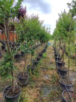 Oya Ağacı, Lagerstroemia indica 16-18Q - Görsel 6