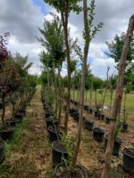 Oya Ağacı, Lagerstroemia indica 16-18Q - Görsel 5