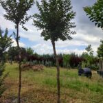 Oya Ağacı, Lagerstroemia indica 14-16Q