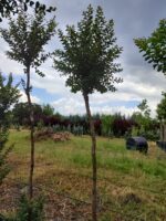 Oya Ağacı, Lagerstroemia indica 16-18Q - Görsel 4