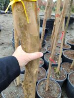 Oya Ağacı, Lagerstroemia indica 16-18Q - Görsel 3