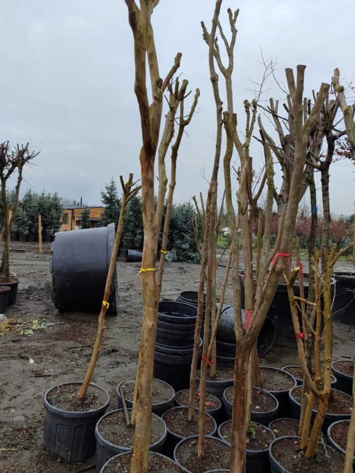 Oya Ağacı, Lagerstroemia indica 16-18Q - Görsel 2