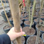 Oya Ağacı, Lagerstroemia indica 16-18Q