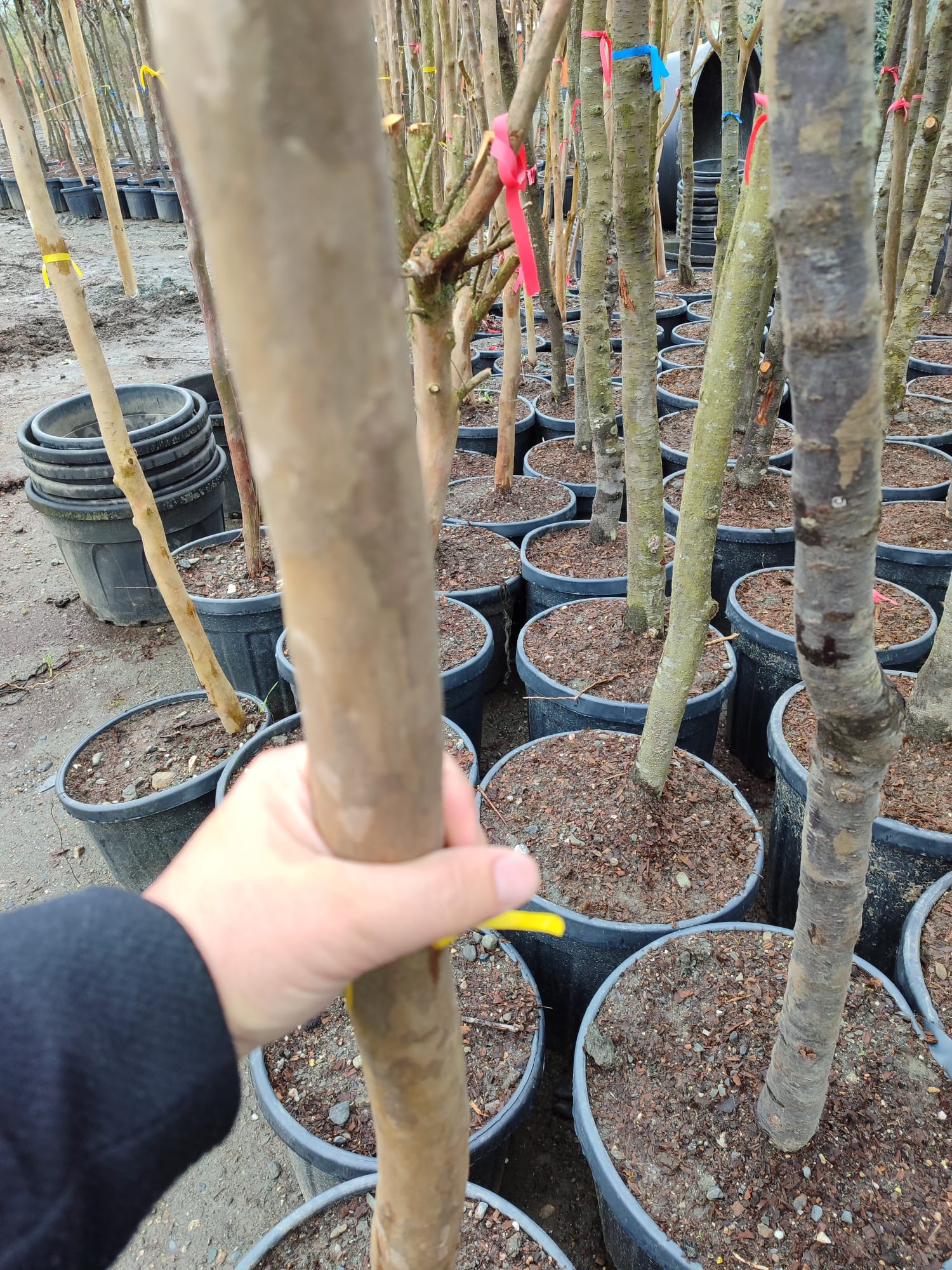 oya-agaci-3 Oya Ağacı, Lagerstroemia indica 16-18Q - Görsel 1