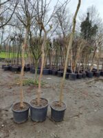 Oya Ağacı, Lagerstroemia indica 16-18Q - Görsel 8