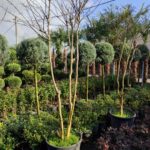 Oya Ağacı Çalı Formlu 2-3 metre