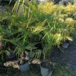 Tüylü Palmiye Tam Boy : 60-80cm