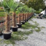 Tüylü Palmiye Gövde Boyu 1 Metre