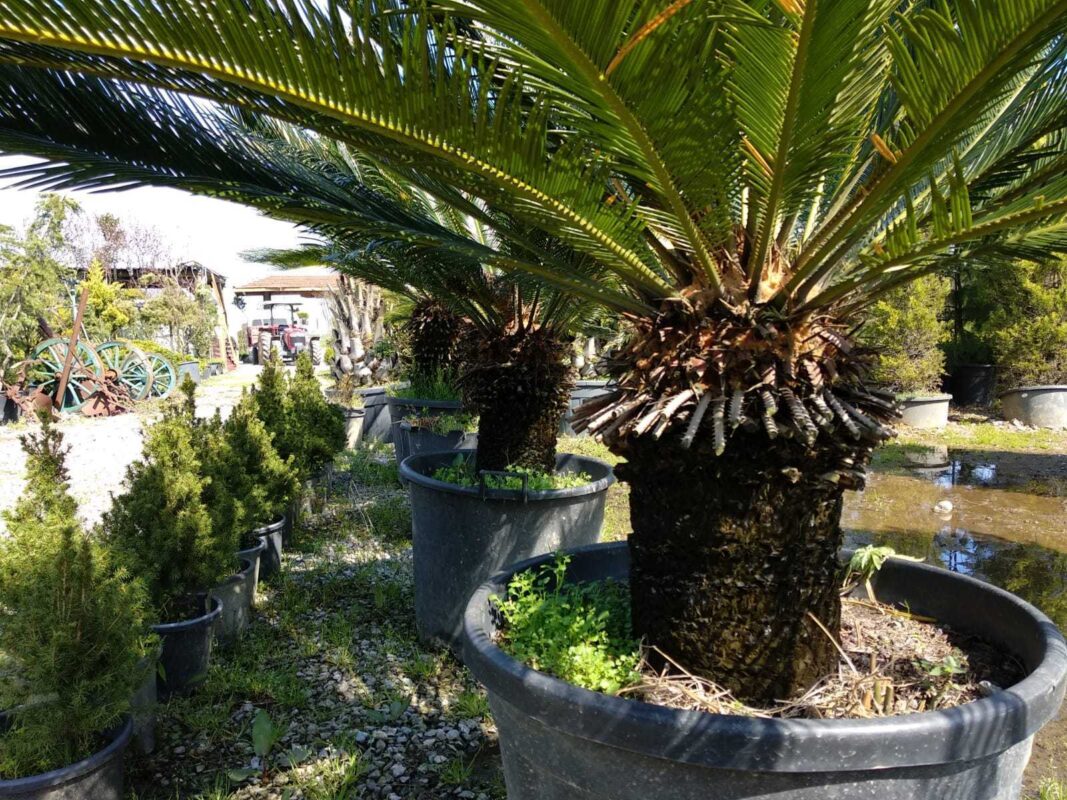 Palmiye ağacı bakımı nasıl yapılır?