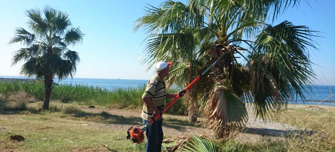 Palmiye Nasıl Budanır?