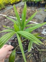 Tüylü Palmiye Ufak