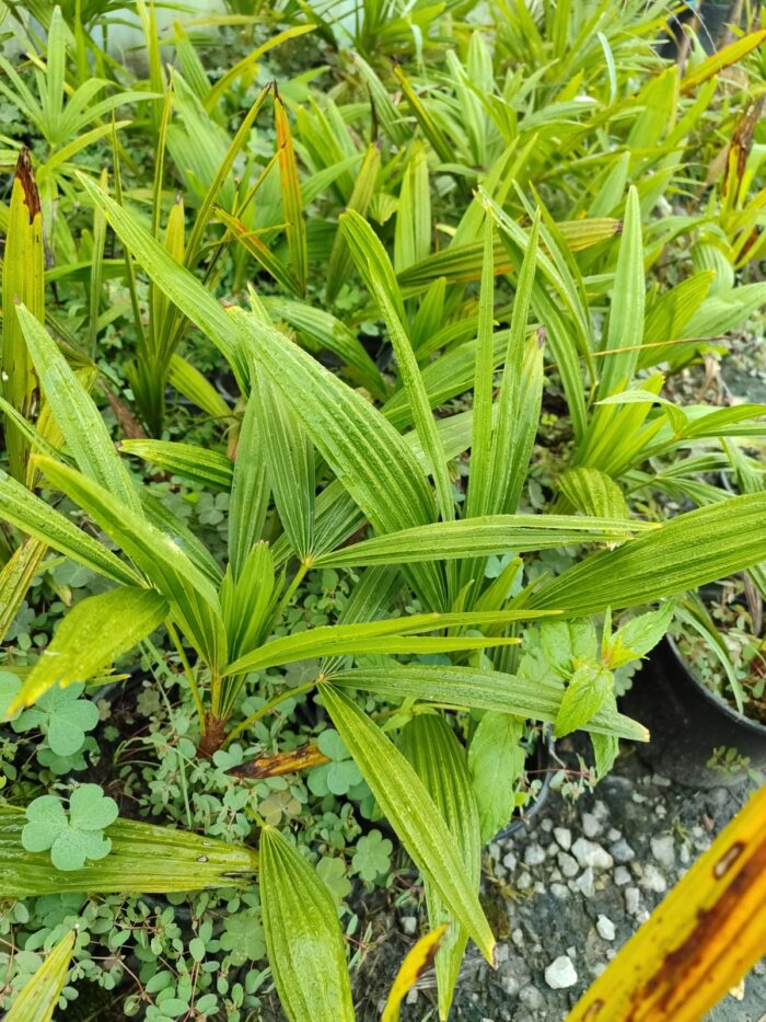 Tüylü Palmiye Ufak - Görsel 2